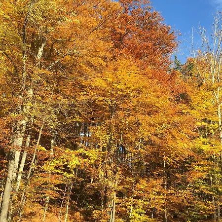 Maetteli 3* Hasliberg